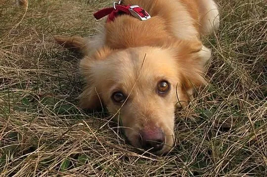 BEZA- urocza, mała, kudłata suczka. Adopcja.