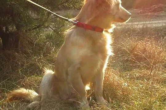 BEZA- urocza, mała, kudłata suczka. Adopcja.