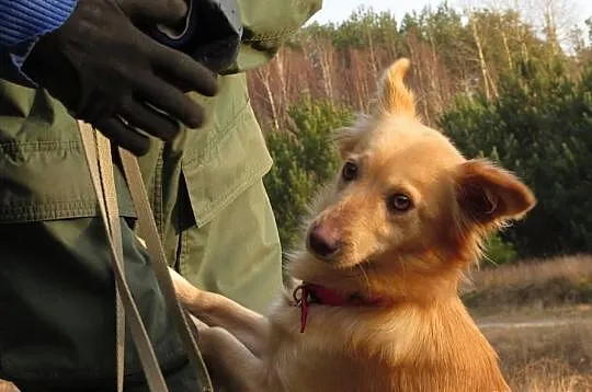 BEZA- urocza, mała, kudłata suczka. Adopcja.