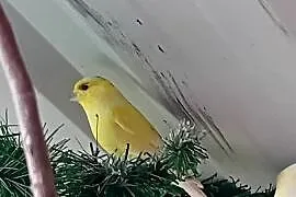 Kanarki  zeberki  papugi  kolorowe