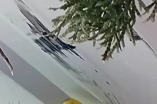 Kanarki  zeberki  papugi  kolorowe, Mazowieckie, Siedlce
