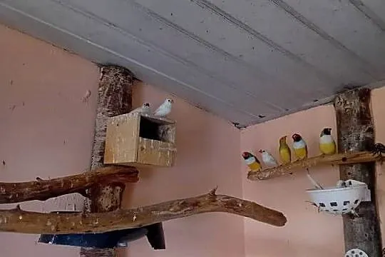 Kanarki  zeberki  papugi  kolorowe, Mazowieckie, Siedlce
