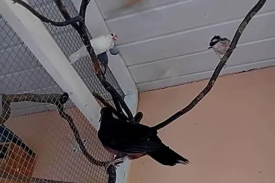 Kanarki  zeberki  papugi  kolorowe, Mazowieckie, Siedlce