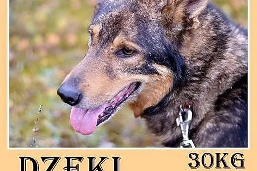 Starszy pies DŻEKI prosi o ciepły kąt przed zimą. Ktoś pokocha?,  dolnośląskie Wrocław