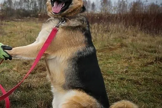Piękna Carmen w typie owczarka do adopcji ,  mazow