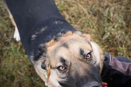 Piękna Carmen w typie owczarka do adopcji ,  mazow