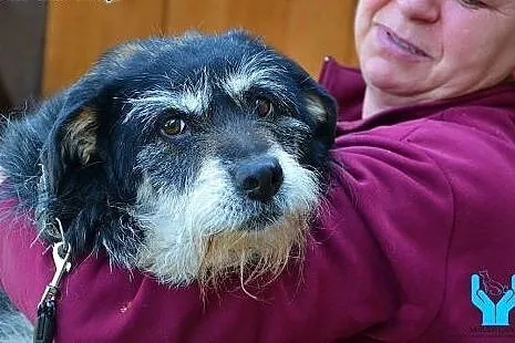 BAJKA czeka na świat z bajki. Do adopcji piękna szorstkowłosa sunia,  mazowieckie Warszawa