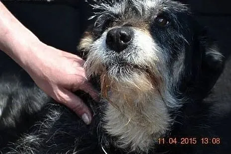 BAJKA czeka na świat z bajki. Do adopcji piękna sz