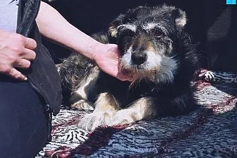 BAJKA czeka na świat z bajki. Do adopcji piękna sz