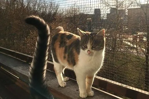 Jula-bidula - uratowana przed zimą i wywózką...,  mazowieckie Warszawa