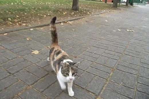 Jula-bidula - uratowana przed zimą i wywózką...,  