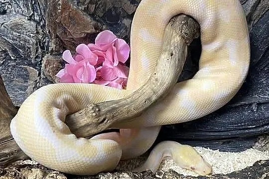 Pyton królewski Albino – wyjątkowe umaszczenie!