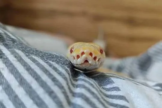 Pyton królewski Albino – wyjątkowe umaszczenie!, Śląskie, Zabrze
