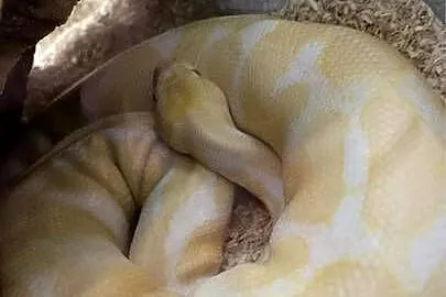 Pyton królewski Albino – wyjątkowe umaszczenie!, Śląskie, Zabrze