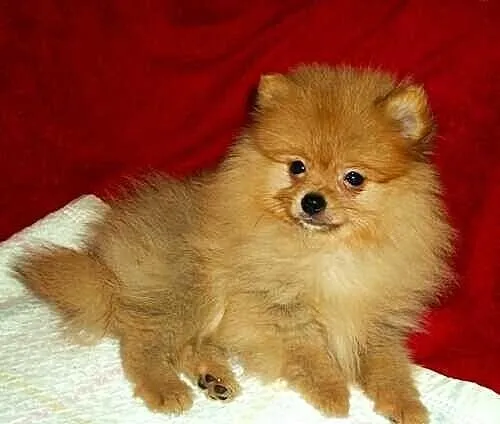 SZPIC miniaturowy POMERANIAN - szczenięta - piesek