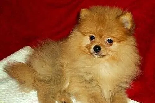 SZPIC miniaturowy POMERANIAN - szczenięta - piesek