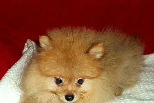 SZPIC miniaturowy POMERANIAN - szczenięta - piesek