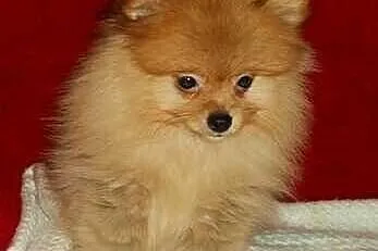 SZPIC miniaturowy POMERANIAN - szczenięta - piesek