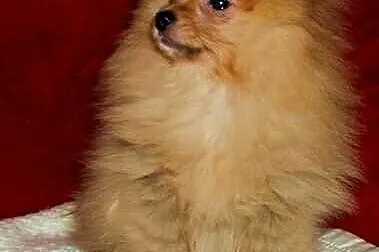 SZPIC miniaturowy POMERANIAN - szczenięta - piesek