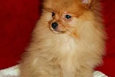 SZPIC miniaturowy POMERANIAN - szczenięta - piesek