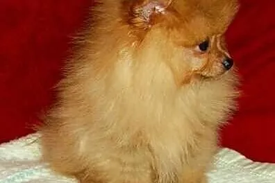 SZPIC miniaturowy POMERANIAN - szczenięta - piesek