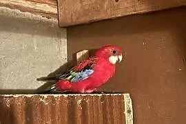 Sprzedam papugi rozelle
