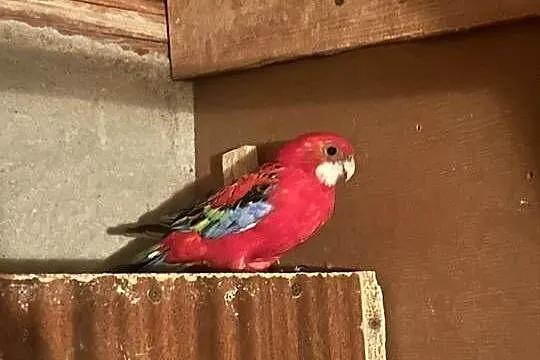 Sprzedam papugi rozelle