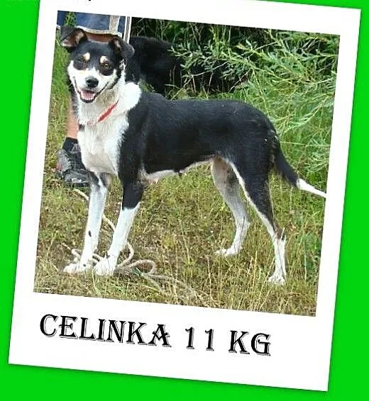 11kg,łagodna,wesoła,przyjazna,delikatna suczka CEL