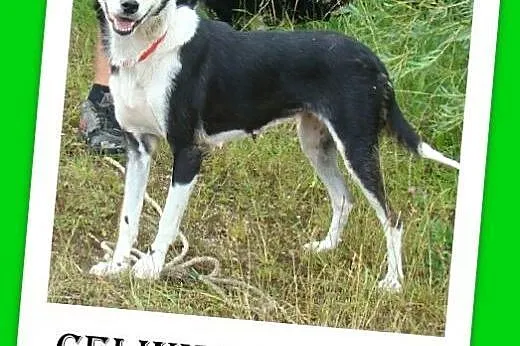 11kg,łagodna,wesoła,przyjazna,delikatna suczka CEL