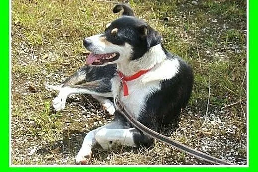 11kg,łagodna,wesoła,przyjazna,delikatna suczka CEL