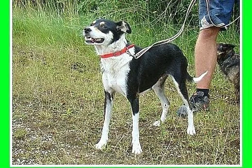 11kg,łagodna,wesoła,przyjazna,delikatna suczka CEL