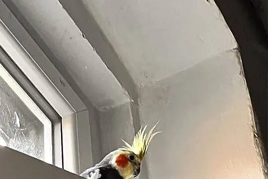 Sprzedam parkę nimf, Śląskie, Bytom