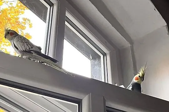 Sprzedam parkę nimf, Śląskie, Bytom