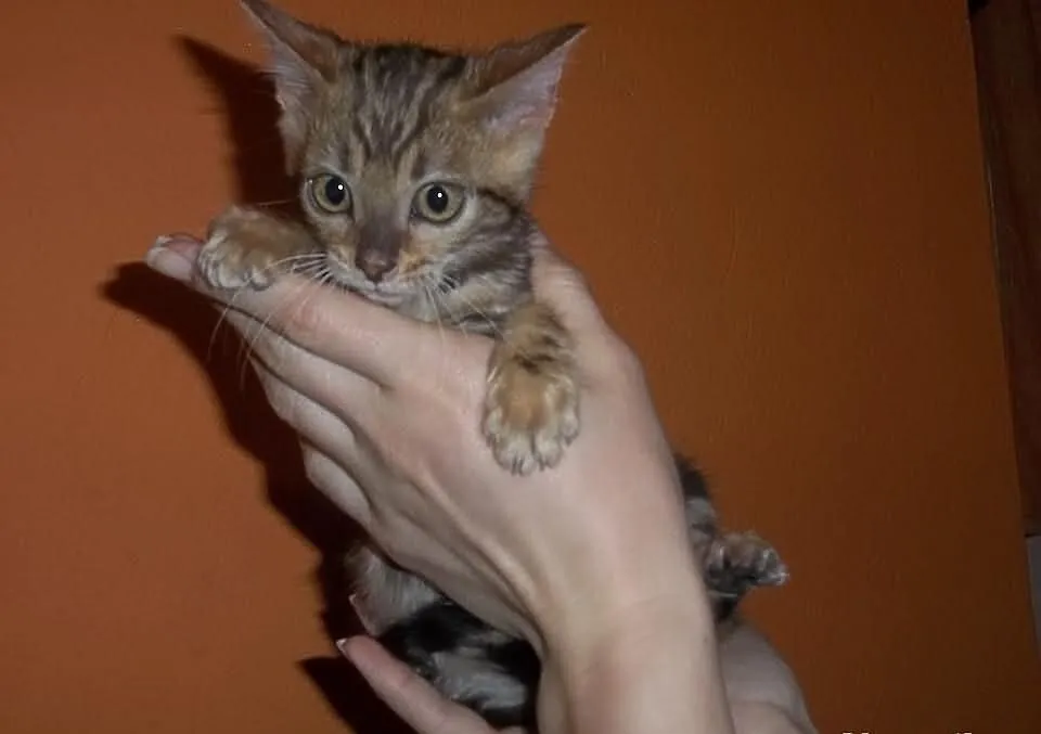 Koteczki i Kocurki Bengalskie