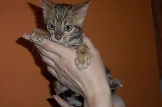 Koteczki i Kocurki Bengalskie