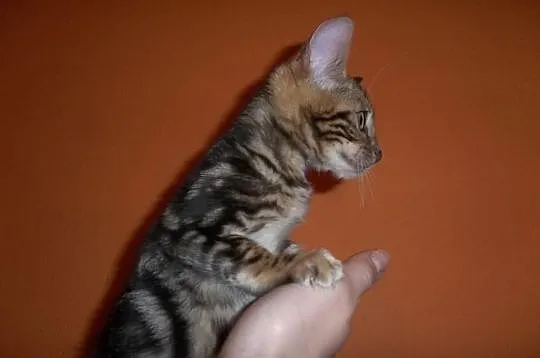 Koteczki i Kocurki Bengalskie