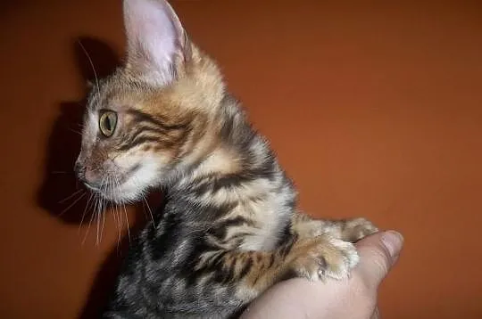 Koteczki i Kocurki Bengalskie