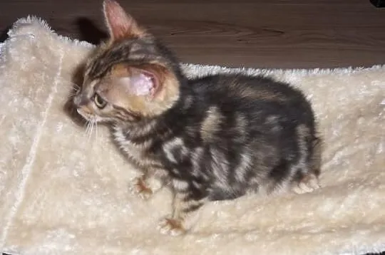 Koteczki i Kocurki Bengalskie