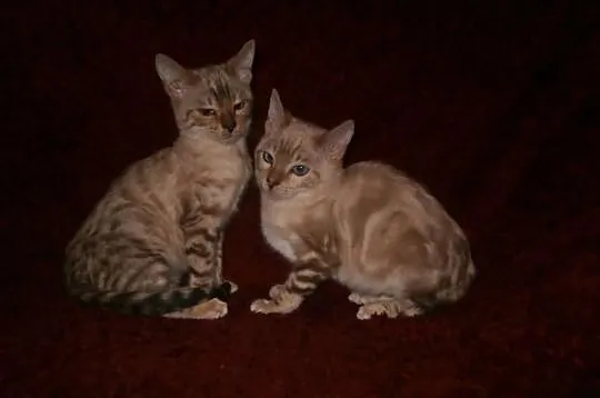Koteczki i Kocurki Bengalskie