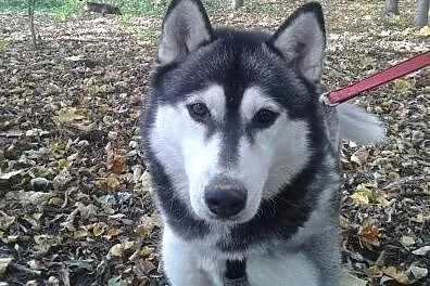 NORA- towarzyska i wesoła suczka husky do adopcji,