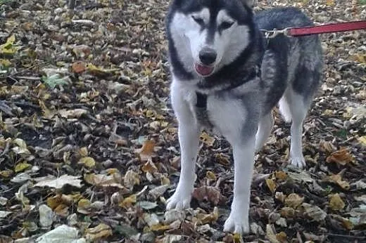 NORA- towarzyska i wesoła suczka husky do adopcji,