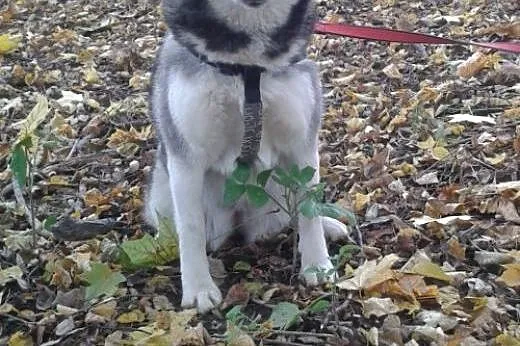 NORA- towarzyska i wesoła suczka husky do adopcji,