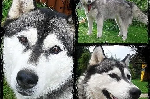 NORA- towarzyska i wesoła suczka husky do adopcji,