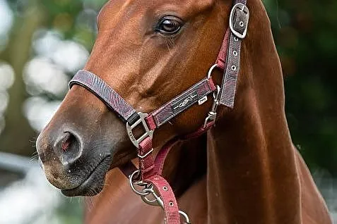 Wałach AQH 1,5 roku, , Lubin