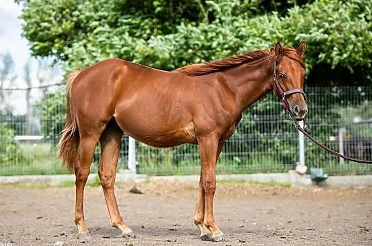 Wałach AQH 1,5 roku, , Lubin