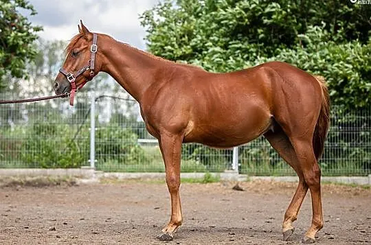 Wałach AQH 1,5 roku, , Lubin