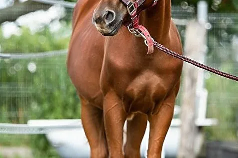 Wałach AQH 1,5 roku, , Lubin