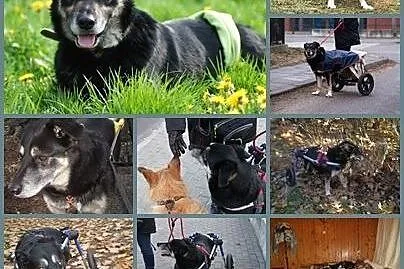Czarny Feniks szuka domu !,  mazowieckie Warszawa