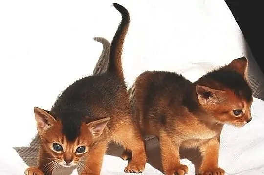 Kocięta Koty Abisyńskie Rodowodowe - GDYNIA