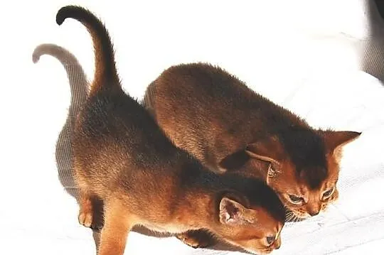 Kocięta Koty Abisyńskie Rodowodowe - GDYNIA
